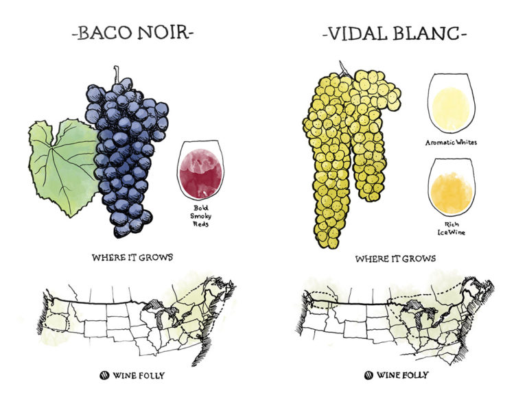 Getting Into Grenache Blanc Wine Wine Folly