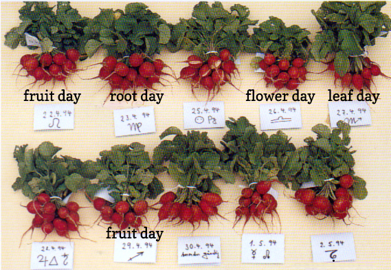 Fruit Day vs. Root Days: Wine Tasting by the Lunar Calendar