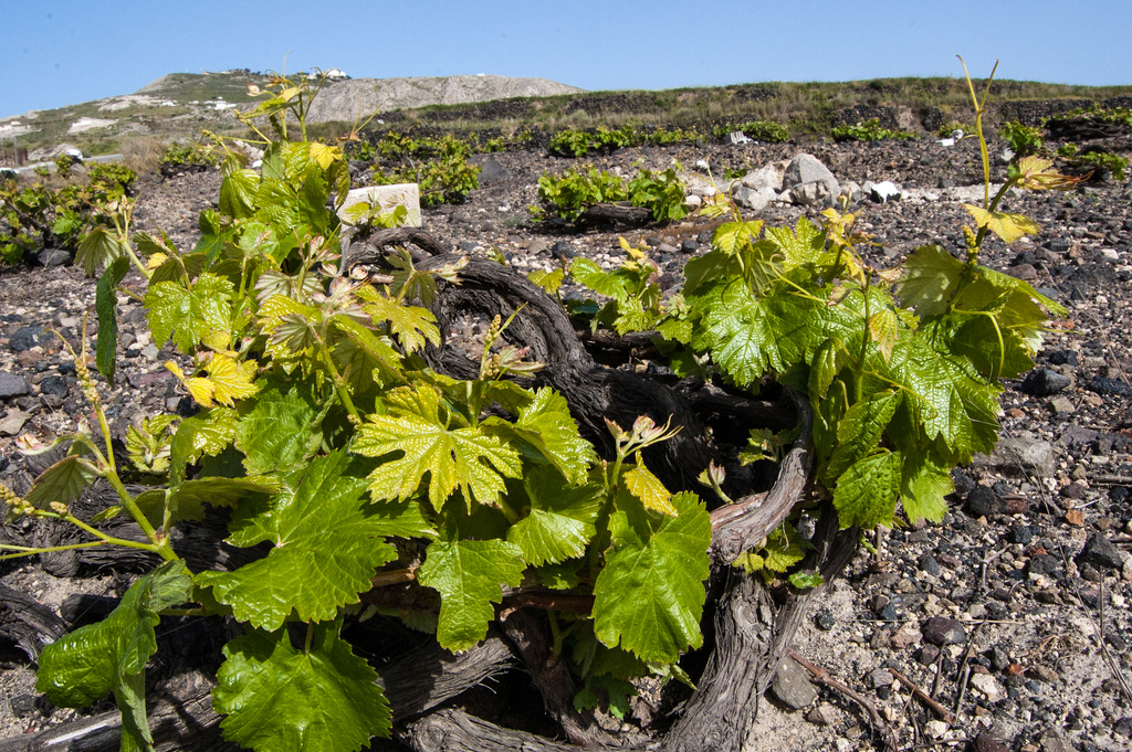 Greece wine Santorini Vines Assyrtiko