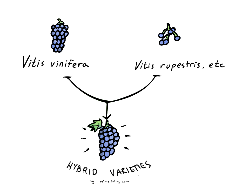 Hybrid wine varieties