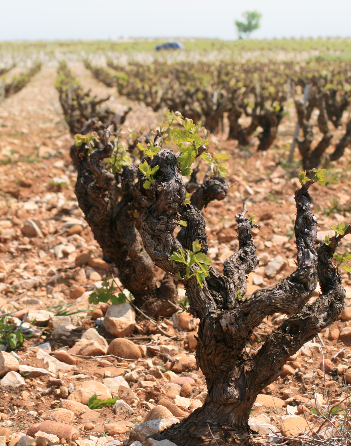 All You Ever Wanted To Know About Chateauneuf Du Pape Wine And More Wine My Love