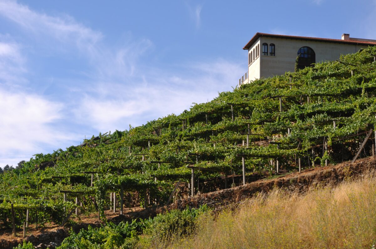 Photograph of green terraced vineyards