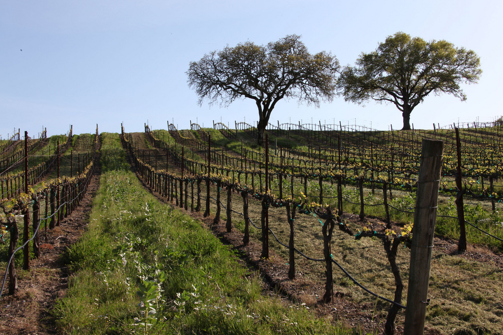 Jordan Winery merlot vineyards in napa valley during bud break