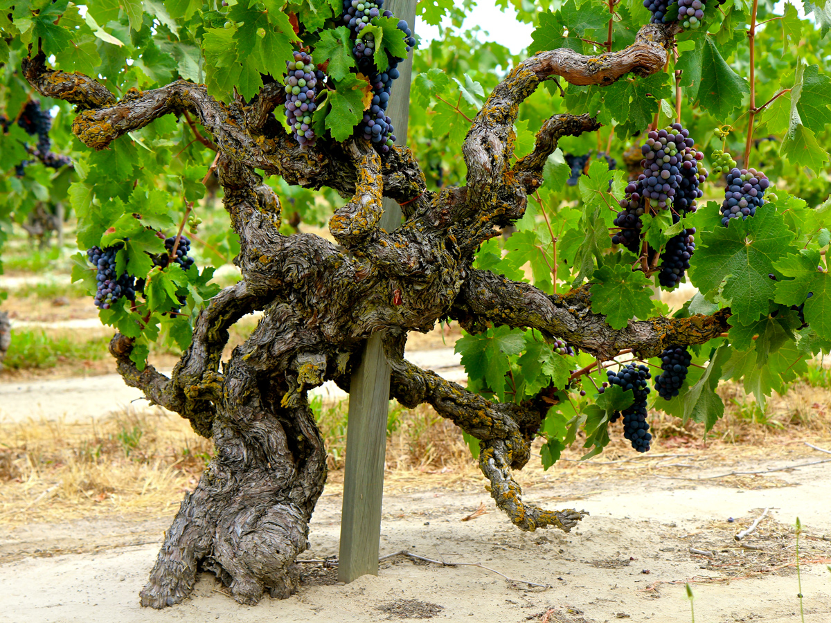 Guide to Zinfandel Wine