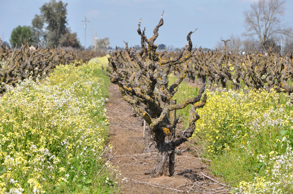 lodi-old-vines-alfonso-cevola