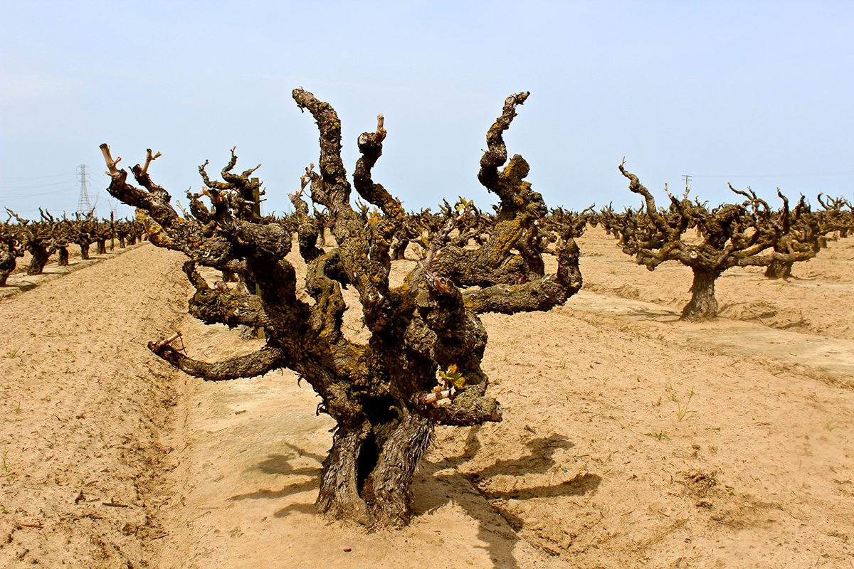 Soucie Vineyard, planted in 1916 in the super-sandy loam soil of Lodi's Mokelumne River AVA