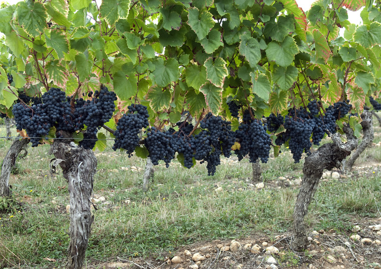 malbec-grapes-in-cahors-france