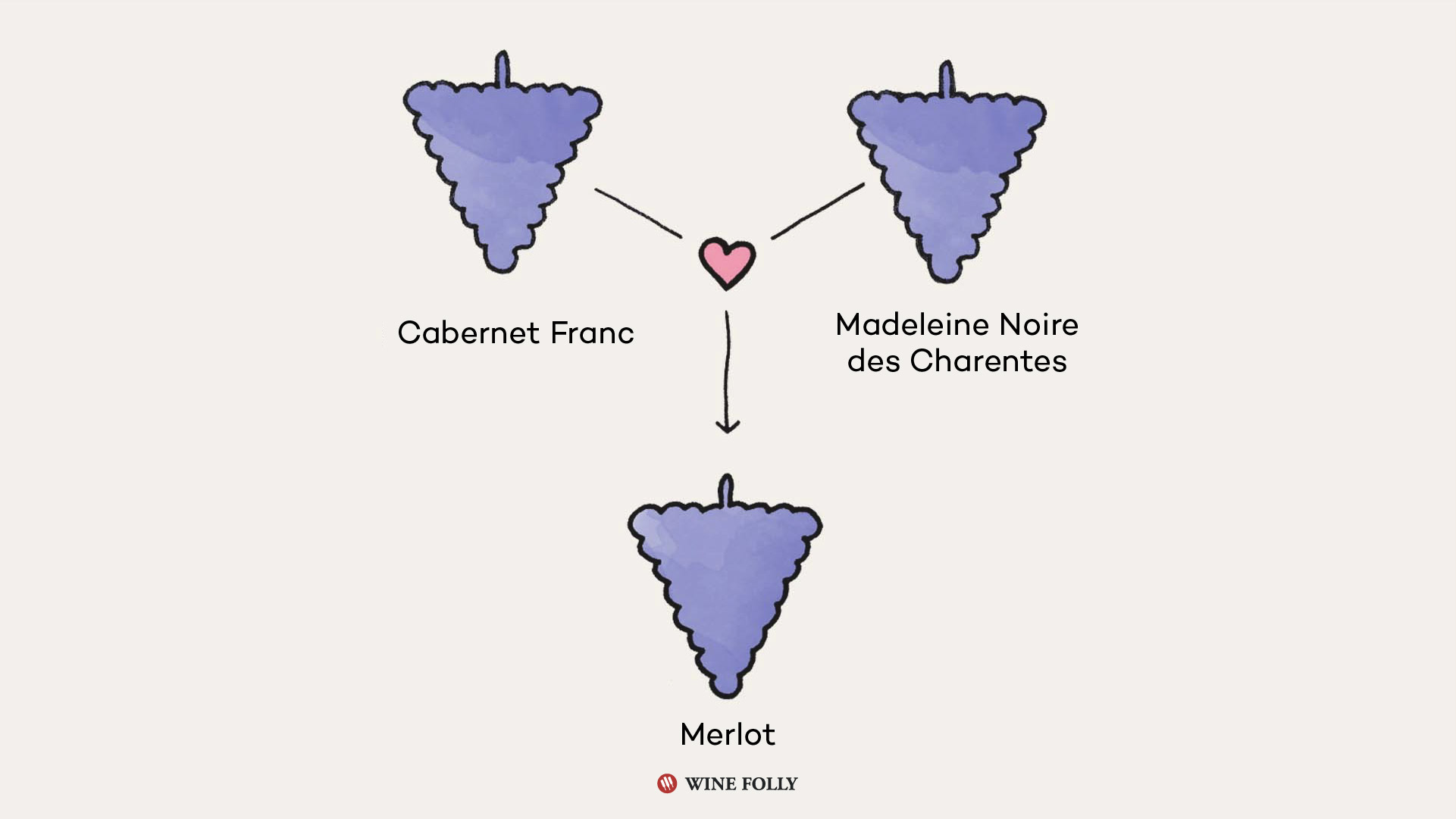 Illustration of parentage of Merlot