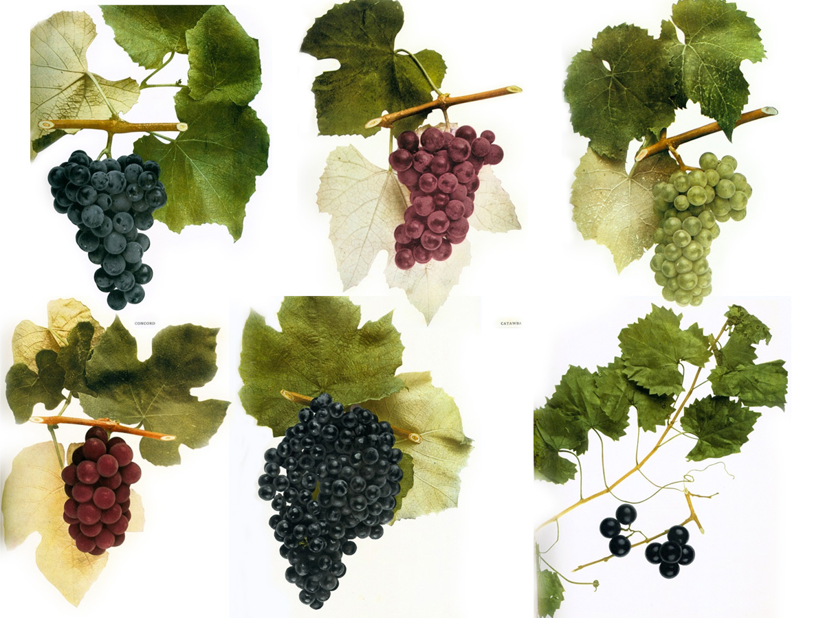 Native Wine Grapes of America Wine Folly