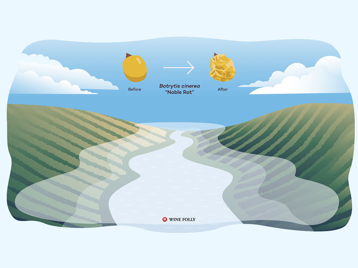 Noble Rot in Sauternes graphic