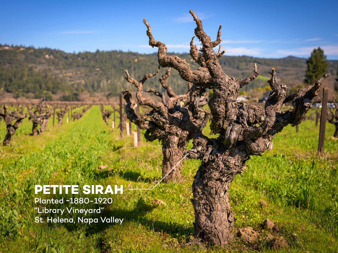 head - goblet pruned old vines - library vineyard petite syrah napa valley