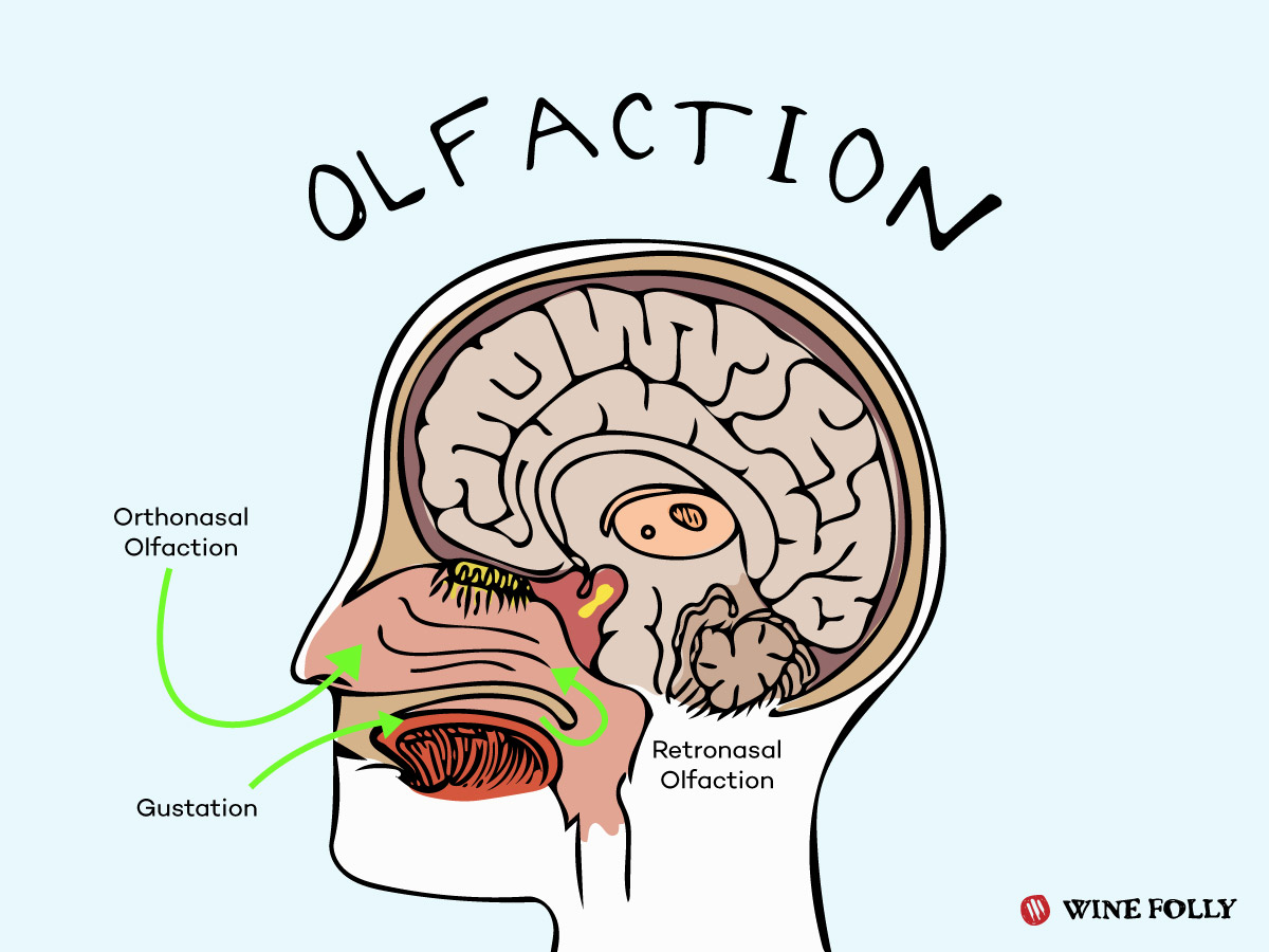 taste-and-smell-scientific-publishing