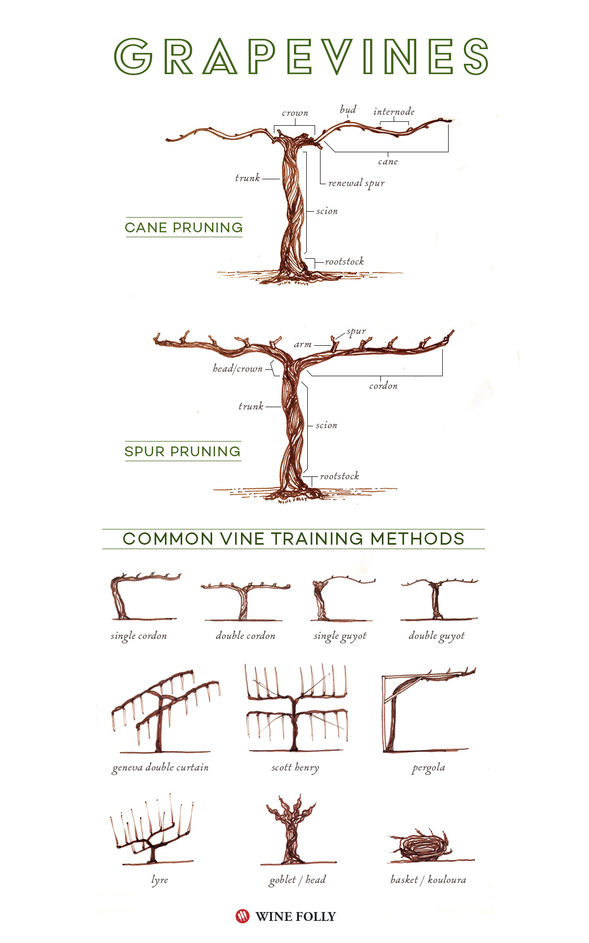 Vine Spacing Chart