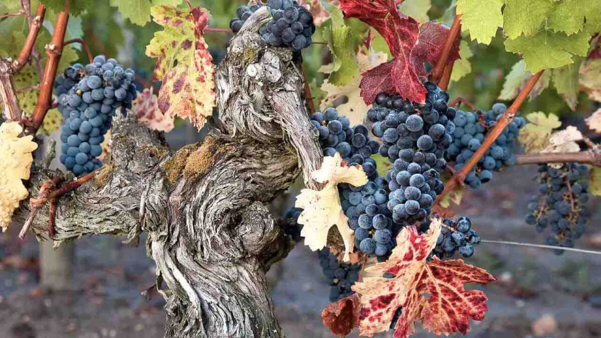 Photo of an old vine with merlot grapes