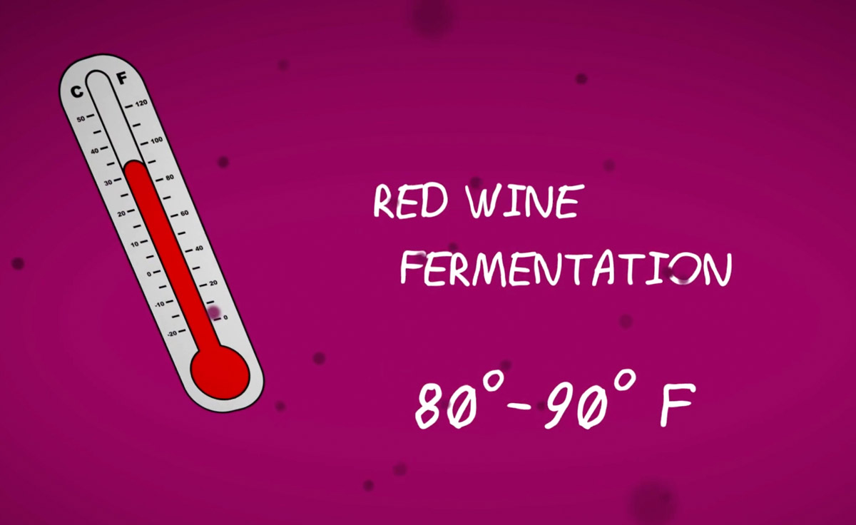 measuring red wine temperature barrel wine