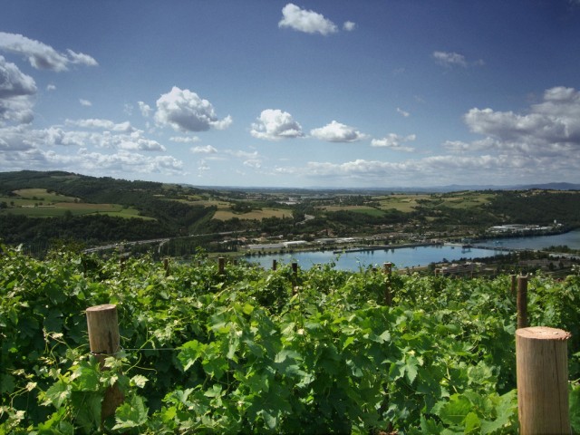 rhone vineyards along the river