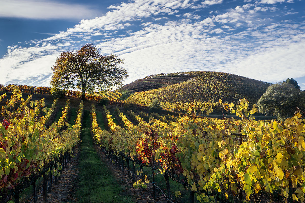 Russian river outlet wineries