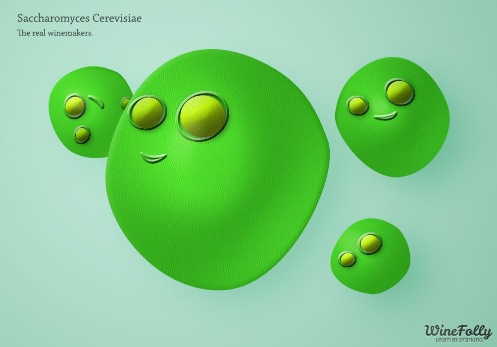 saccharomyces cerevisiae the yeast that makes alcohol