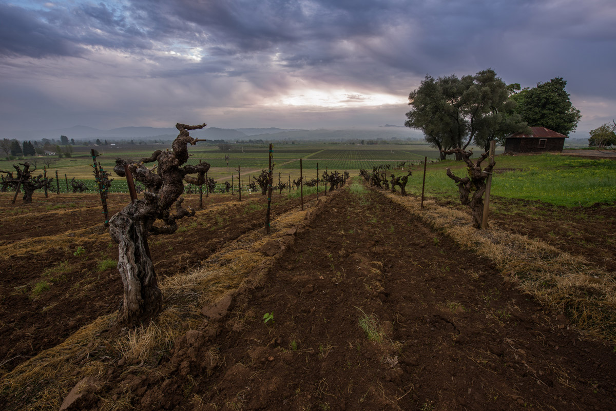 Old vine Zinfandel on sandy loam soils in Russian River Valley by Justin Kern