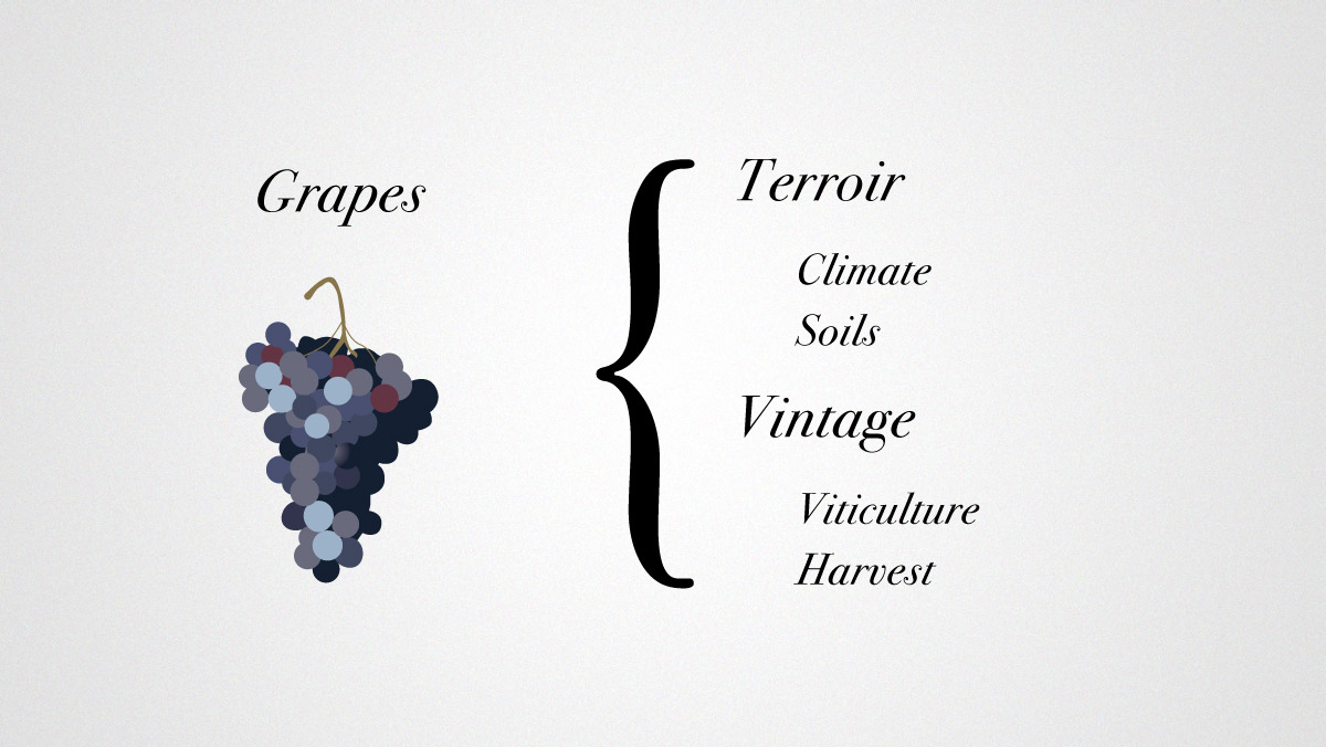 Viinirypäleet Terroir ja vuosikerta