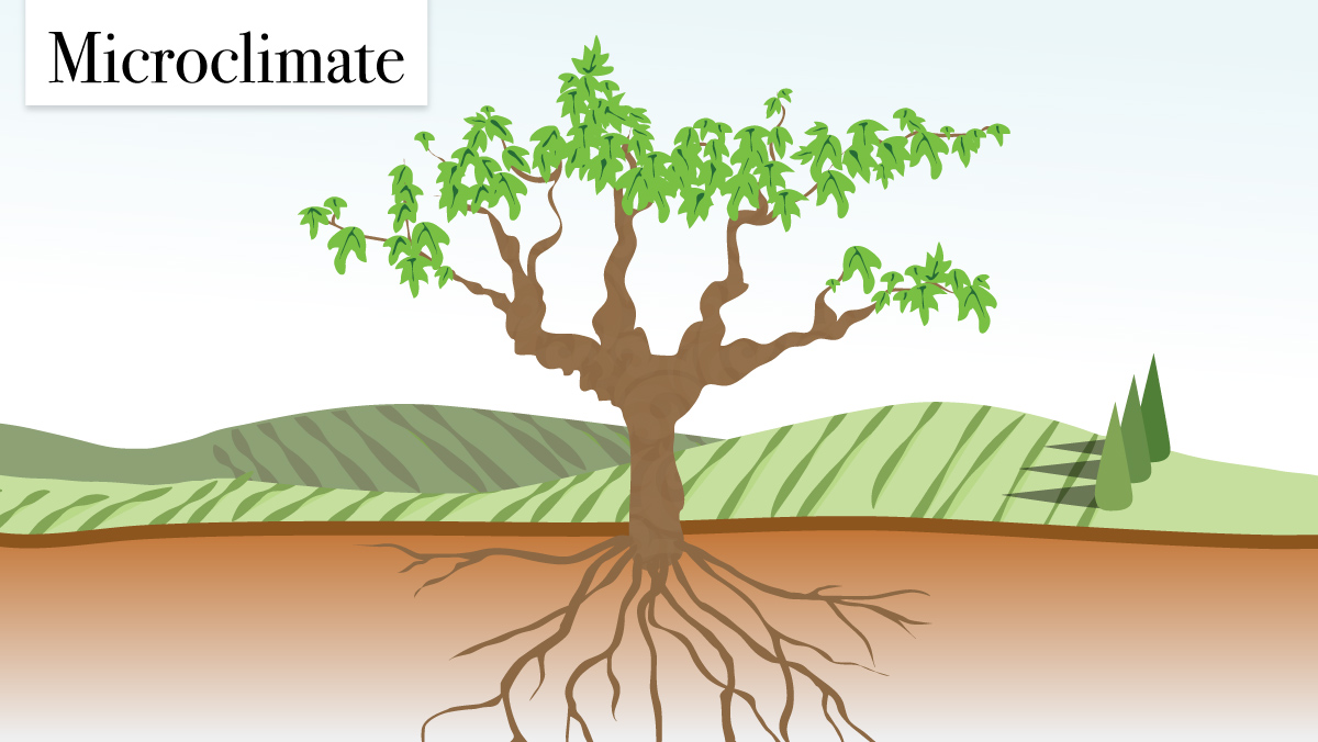 Microclimate