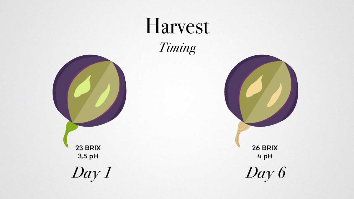 Harvest Wine Grapes Timing Ripeness