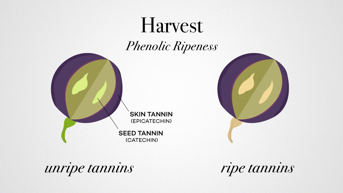 phenolic ripeness in wine grapes