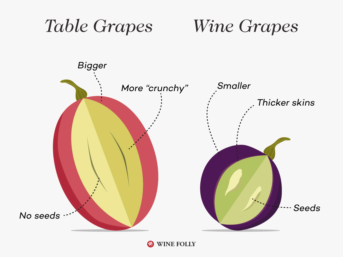 Table grapes vs wine grapes illustration by Wine Folly