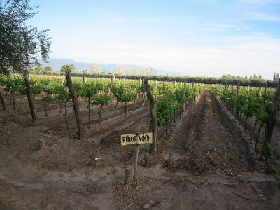 pinot noir vineyards in Argentina at Tapiz