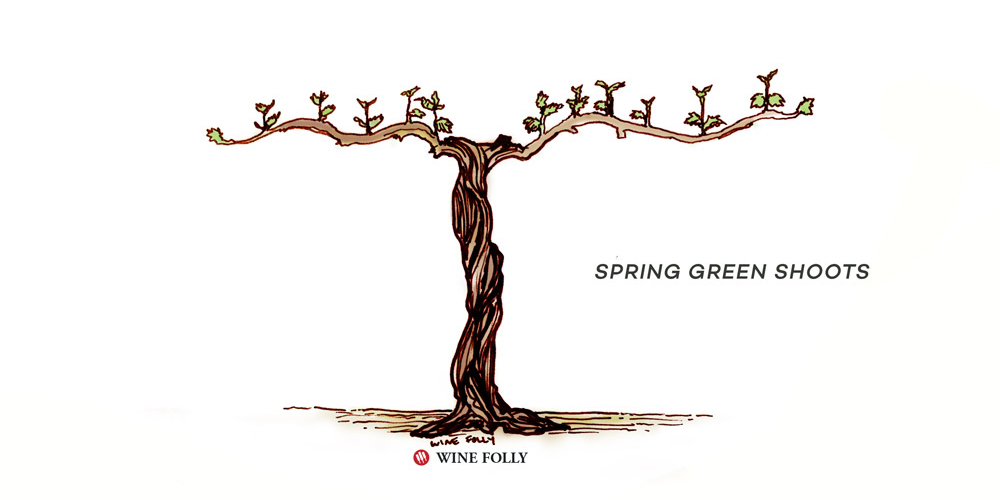 Discover The Lifecycle Of A Wine Grapevine Wine Folly | atelier-yuwa ...