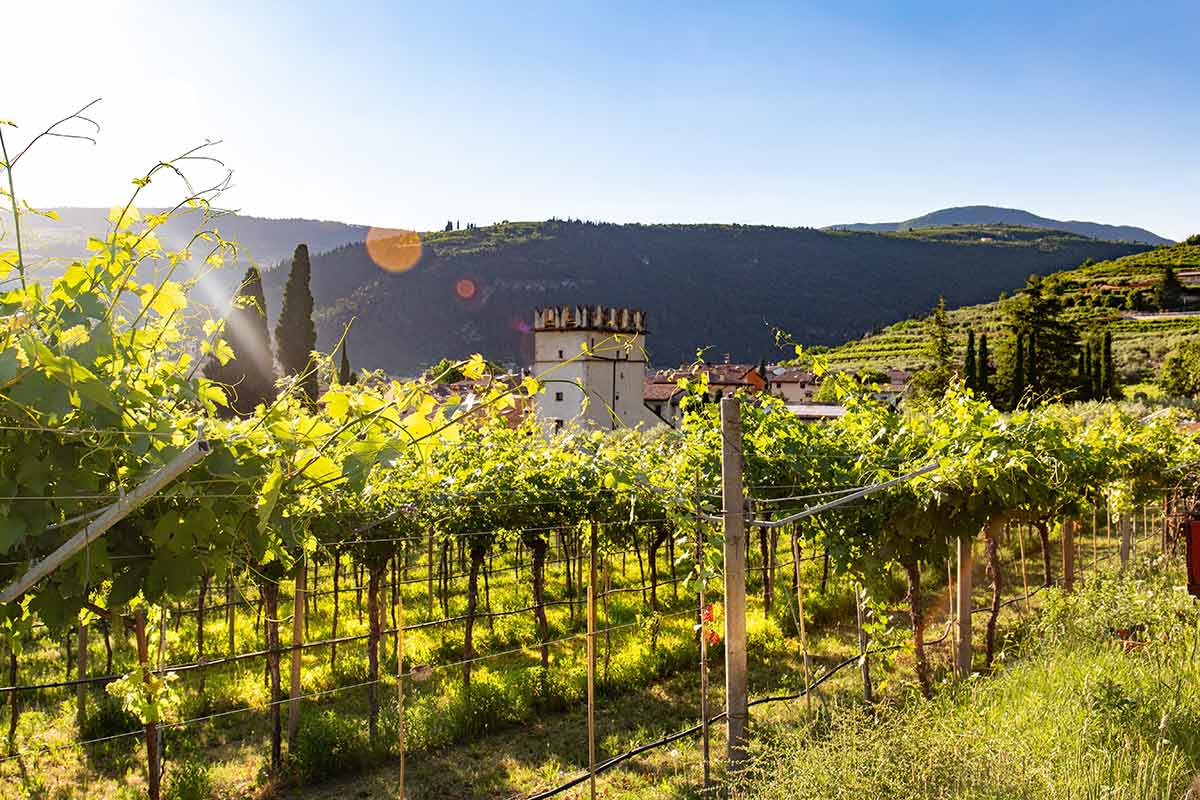 Vineyards-in-amarone-valpolicella