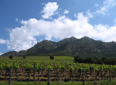 Vineyards on the mountainous island of Corsica