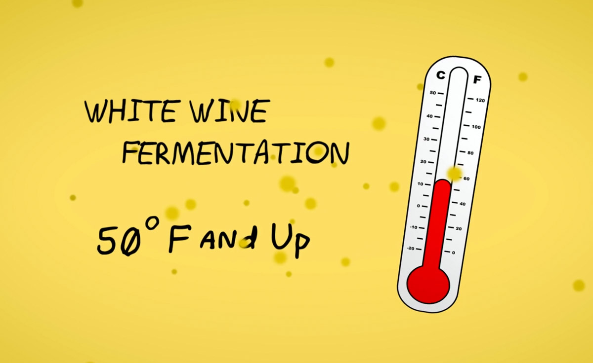 Winemaking From Start to Finish (Told in Pictures) Wine Folly