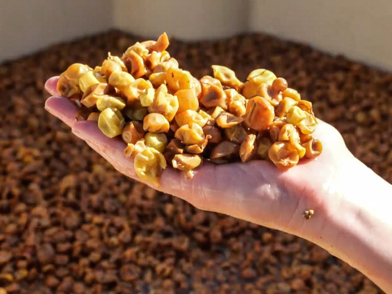 Winemaking From Start to Finish (Told in Pictures) Wine Folly