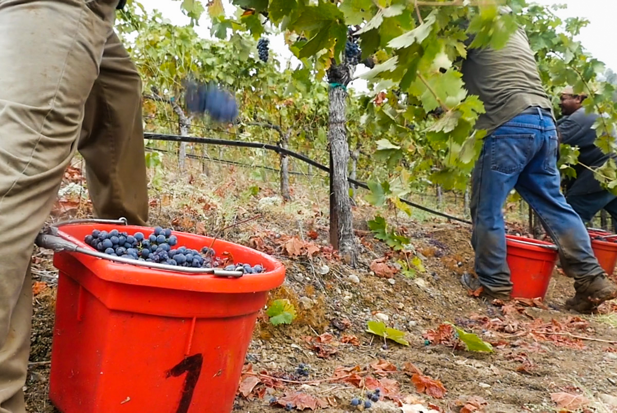 Red Wine Grape Harvest in Sonoma