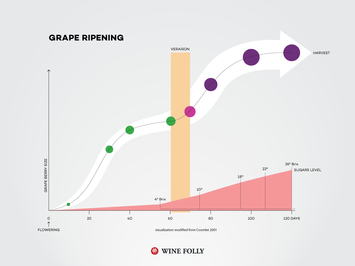 Grapes Chart