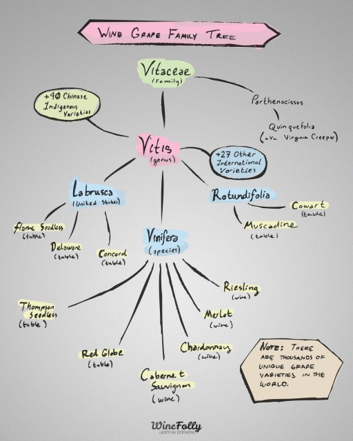 Table Grapes vs Wine Grapes Wine Folly