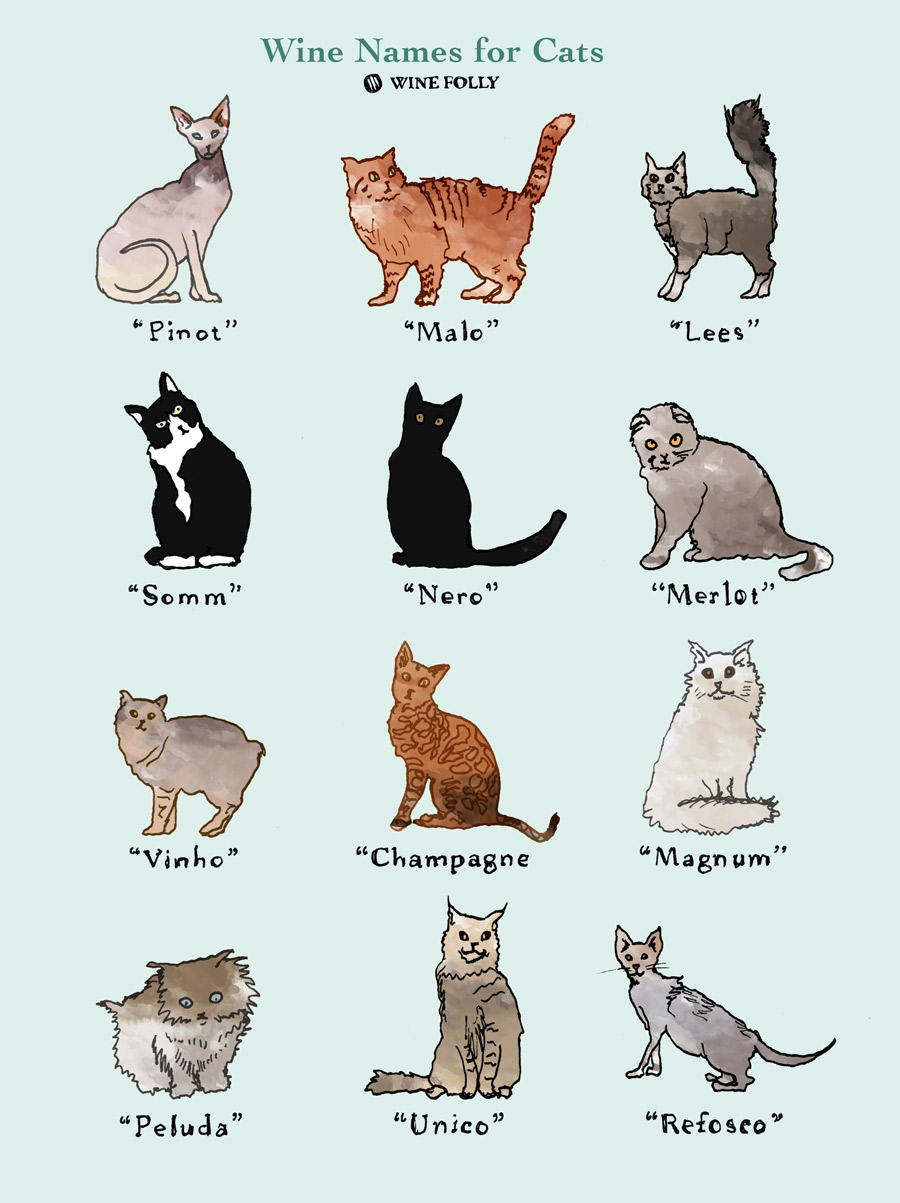 Cool Boy Cat Names White