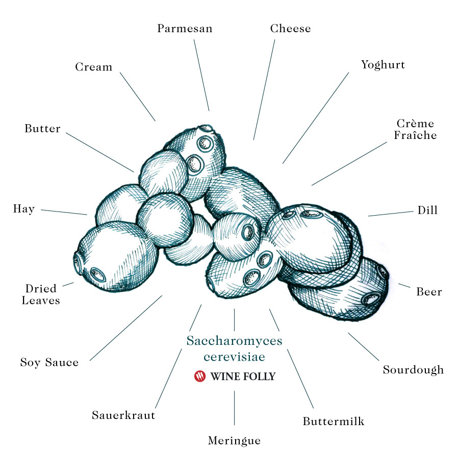 Whats Up With Wild Fermentation In Wine Wine Folly 