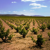 yecla vineyards murcia valencia spain monastrell-ryan-opaz